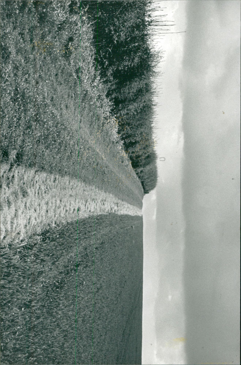 View of the nature. - Vintage Photograph