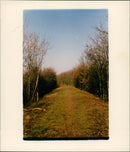 View of the nature. - Vintage Photograph
