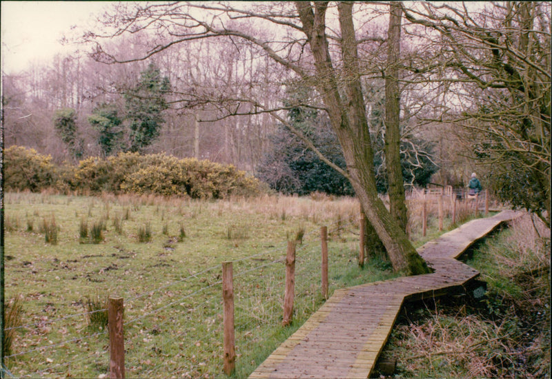 View of the nature. - Vintage Photograph