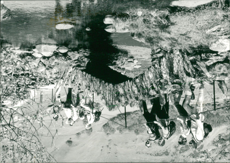 View of the nature. - Vintage Photograph