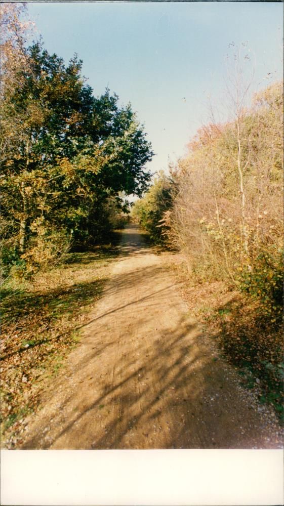 View of the nature. - Vintage Photograph
