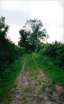 View of the nature. - Vintage Photograph