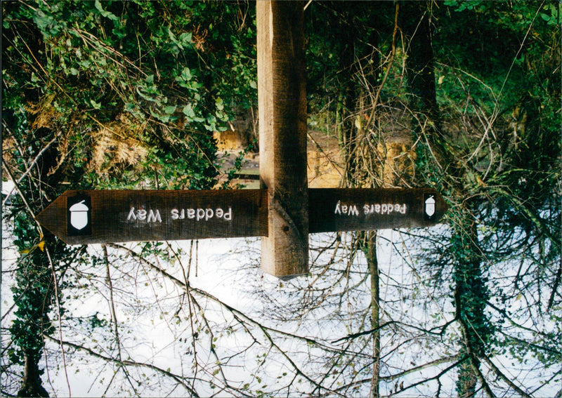 View of the nature. - Vintage Photograph