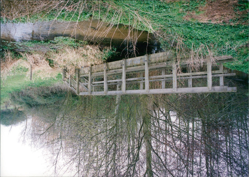 View of the nature. - Vintage Photograph