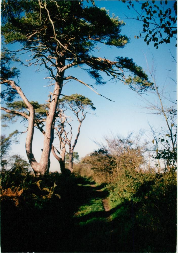 View of the nature. - Vintage Photograph