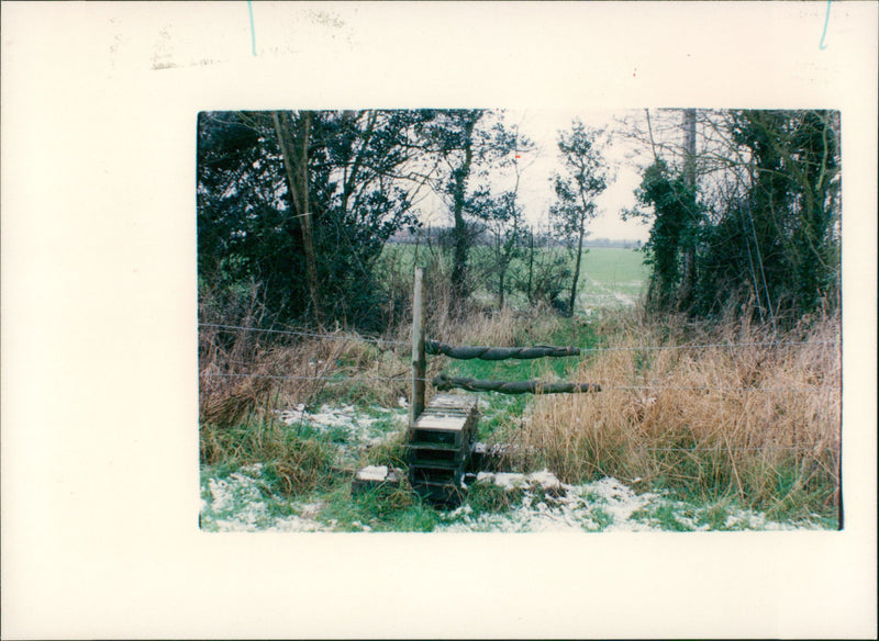 View of the nature. - Vintage Photograph