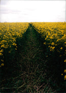 View of the nature. - Vintage Photograph