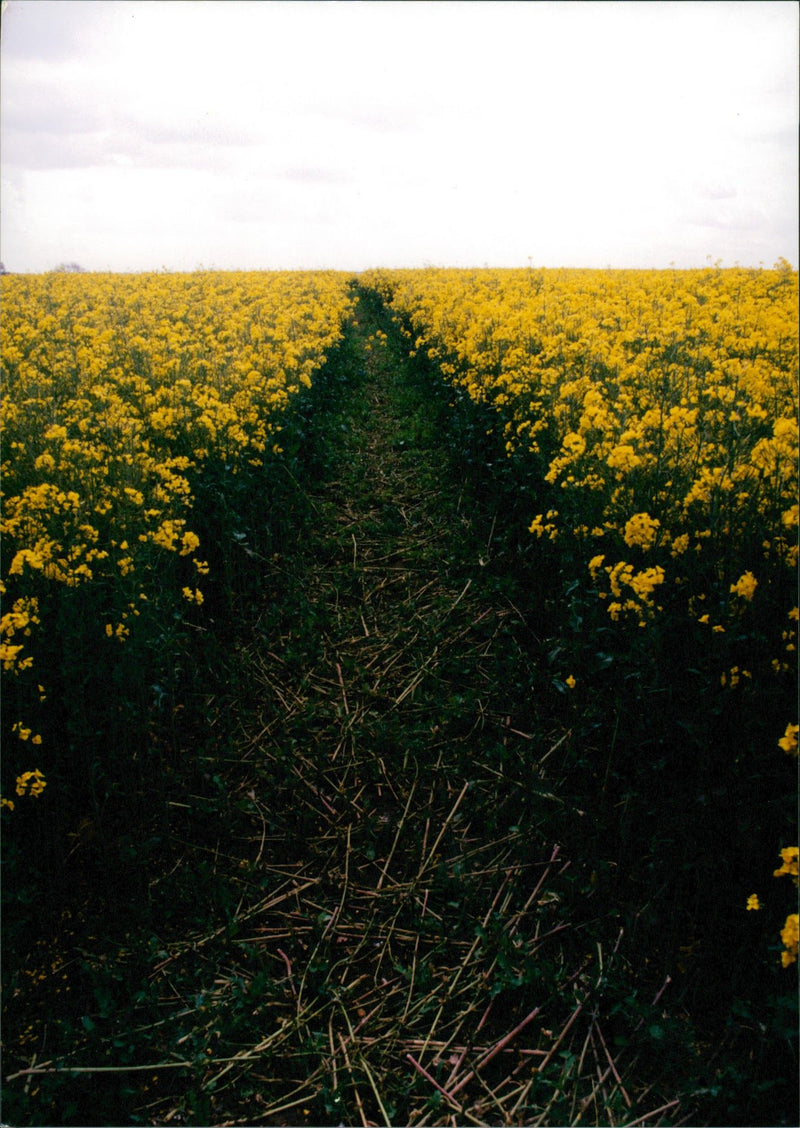 View of the nature. - Vintage Photograph