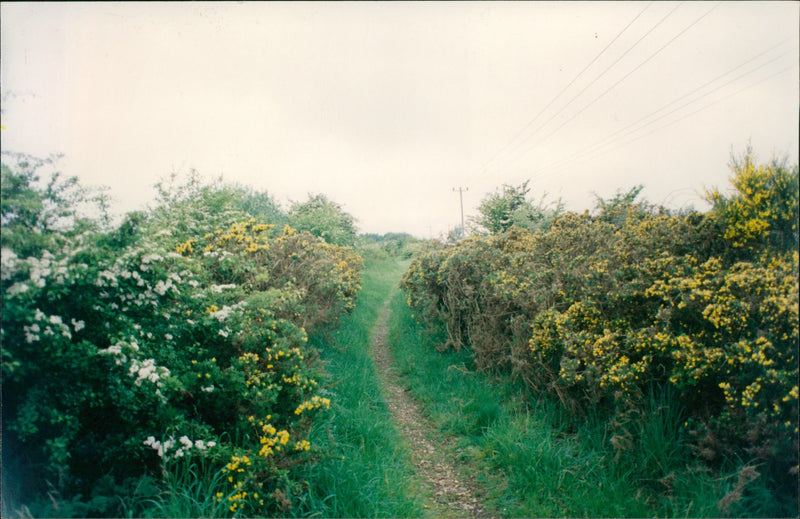 View of the nature. - Vintage Photograph