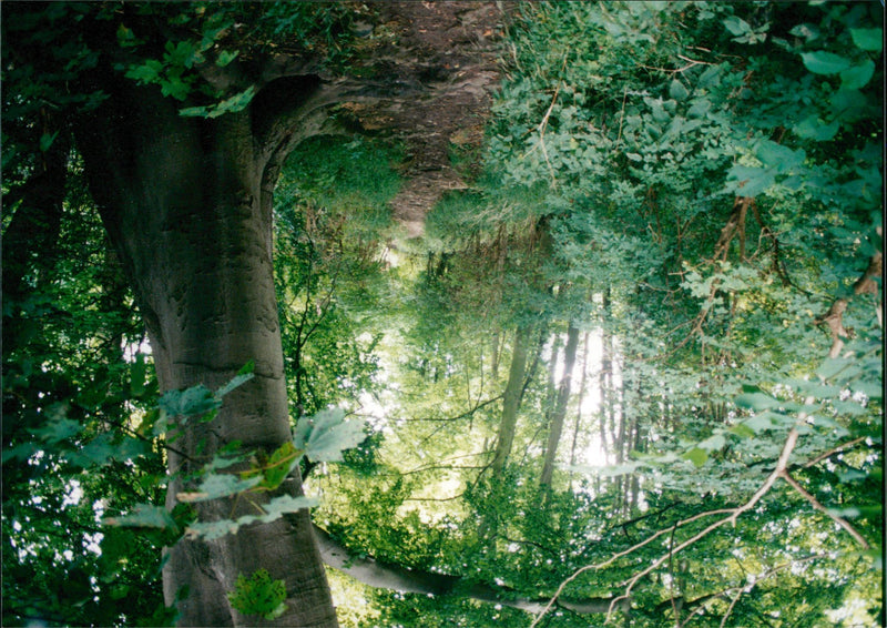 View of the nature. - Vintage Photograph