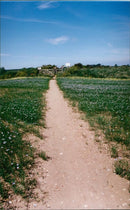 View of the nature. - Vintage Photograph