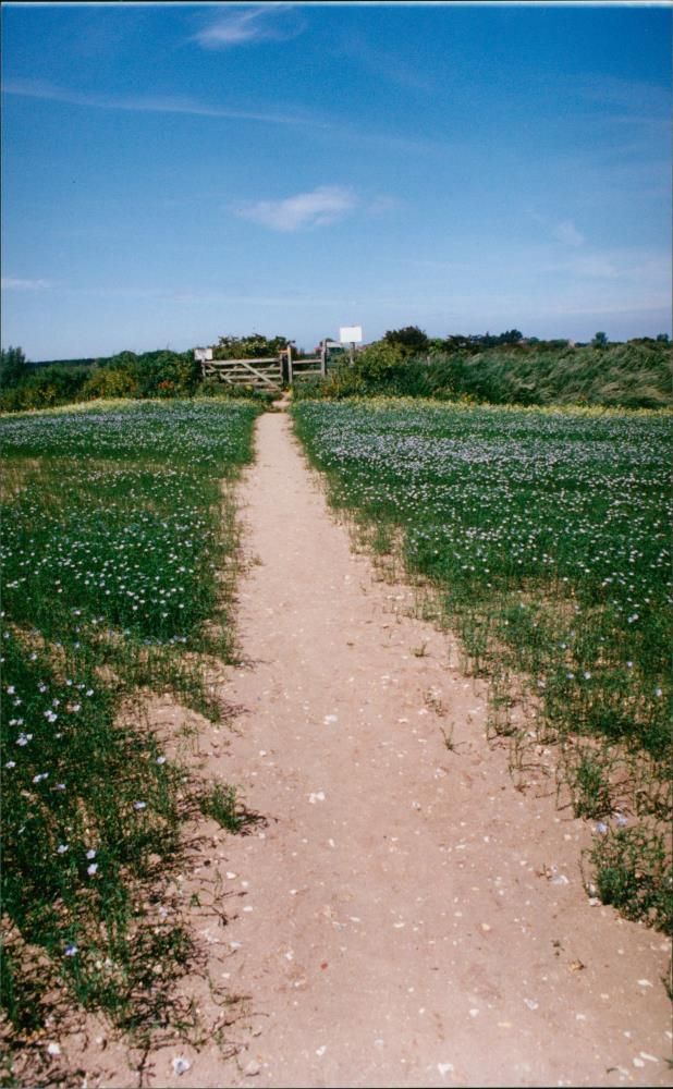 View of the nature. - Vintage Photograph
