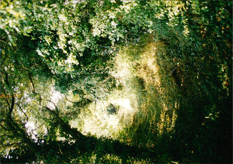 View of the nature. - Vintage Photograph