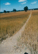 View of the nature. - Vintage Photograph