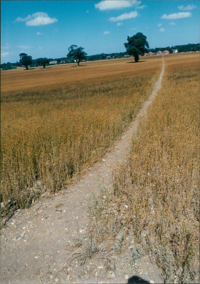 View of the nature. - Vintage Photograph