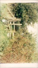 View of the nature. - Vintage Photograph