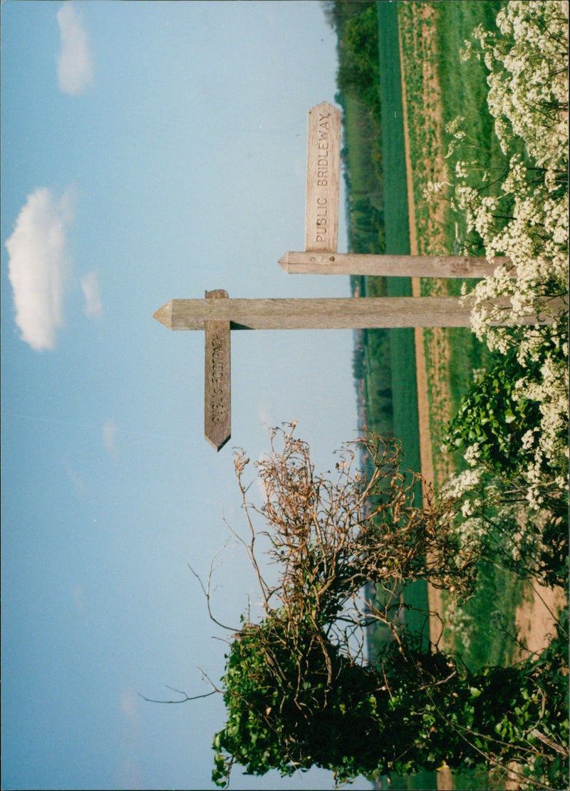 View of the nature. - Vintage Photograph