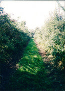 View of the nature. - Vintage Photograph