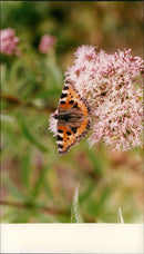 Bayfield - Vintage Photograph