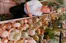 man beside the cactus. - Vintage Photograph