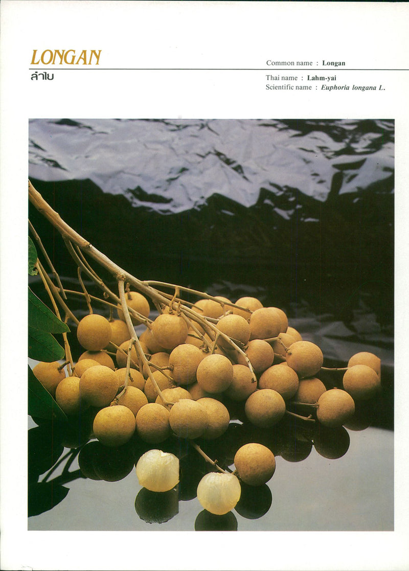 Fruit: Longan berries with the varieties Hohng-howay, Gim-jeng and Oh-hia - Vintage Photograph