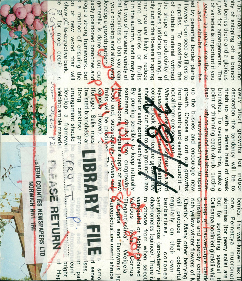 A berries. - Vintage Photograph