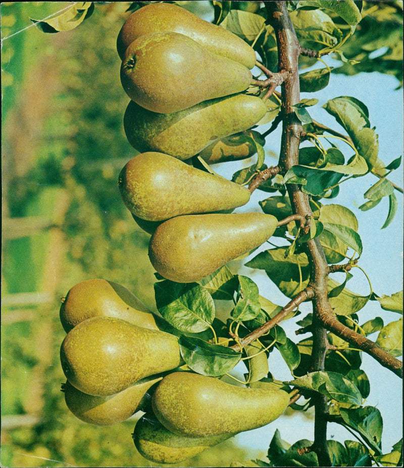 A berries. - Vintage Photograph