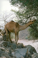 Dubai. En kamel äter blad från ett träd - Vintage Photograph