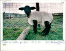 Sheep - Vintage Photograph