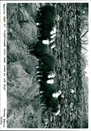 Sheep - Vintage Photograph