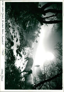 Sheep - Vintage Photograph