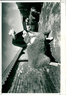 Sheep - Vintage Photograph