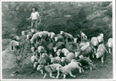 Sheep - Vintage Photograph