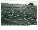 Sheep - Vintage Photograph