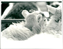 Sheep - Vintage Photograph