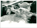 Sheep - Vintage Photograph