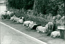 Sheep - Vintage Photograph