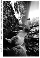 Sheep - Vintage Photograph