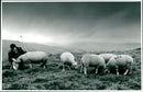 Sheep - Vintage Photograph