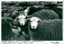 Sheep - Vintage Photograph
