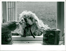 Sheep - Vintage Photograph