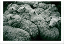 Sheep - Vintage Photograph