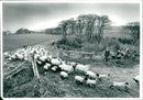 Sheep - Vintage Photograph