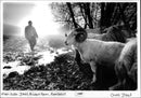 Sheep - Vintage Photograph