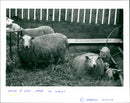 Sheep - Vintage Photograph