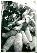 Sheep - Vintage Photograph