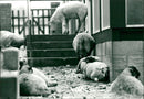 Sheep - Vintage Photograph