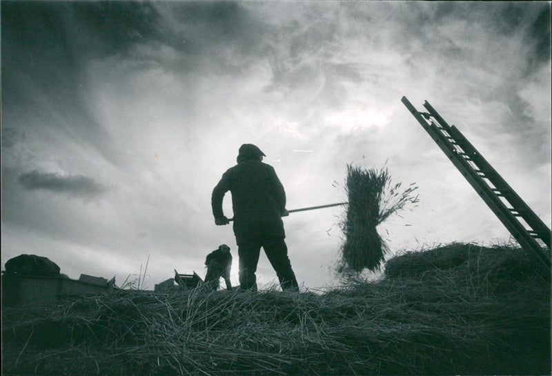 Wheat - Vintage Photograph