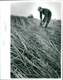 Wheat - Vintage Photograph