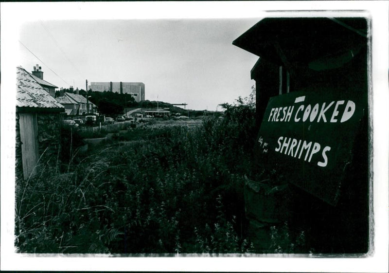 Nature - Vintage Photograph